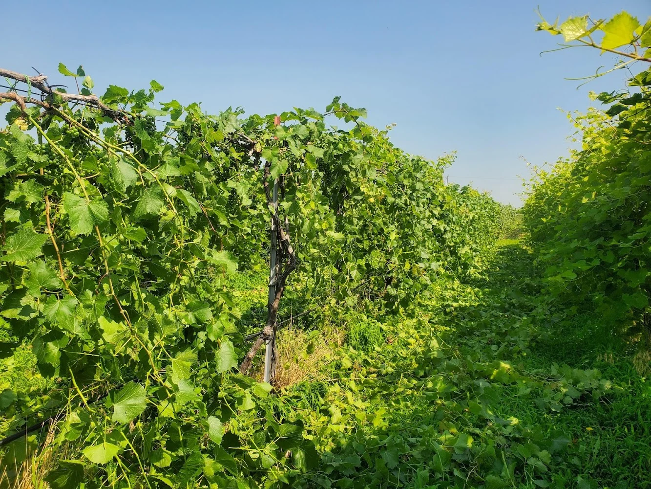 Winery in Miami, 305 Wines, Miami, Florida, Miami, Florida